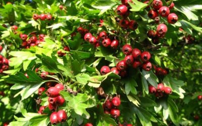 Ekstrakt ploda gloga (Crataegus monogyna) pomaže u ranoj fazi srčanih bolesti