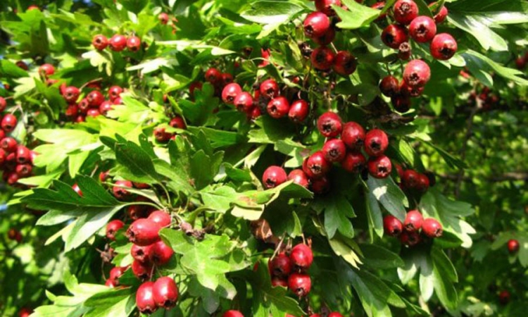 Ekstrakt ploda gloga (Crataegus monogyna) pomaže u ranoj fazi srčanih bolesti