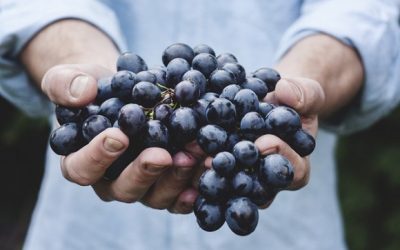 Suvi ekstrakt semena grožđa (Vitis vinifera) &scaron;titi krvne sudove
