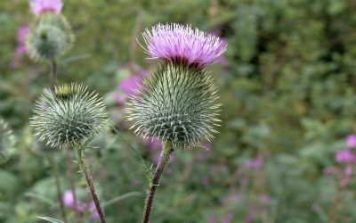 Suvi ekstrakt semena gujine trave regeneri&scaron;e jetru