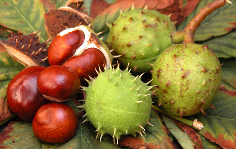 Suvi vodeno-etanolni ekstrakt semena kestena (Aesculus hypocastanum) edukasan u borbi protiv otoka zglobova kod artritisa